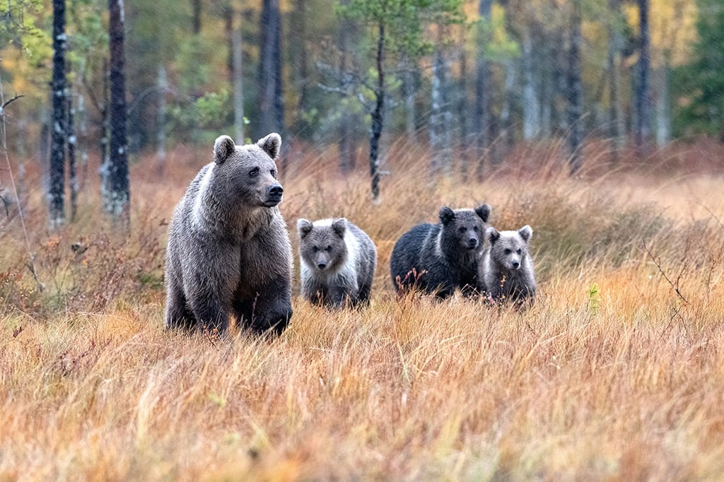 Björnhona står i högt gräs med sina tre björnungar