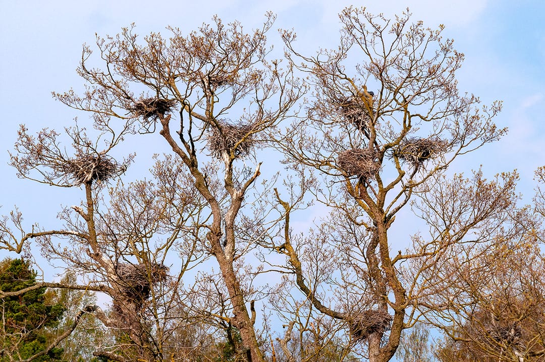 Hägerkoloni med flera bon i ett stort träd