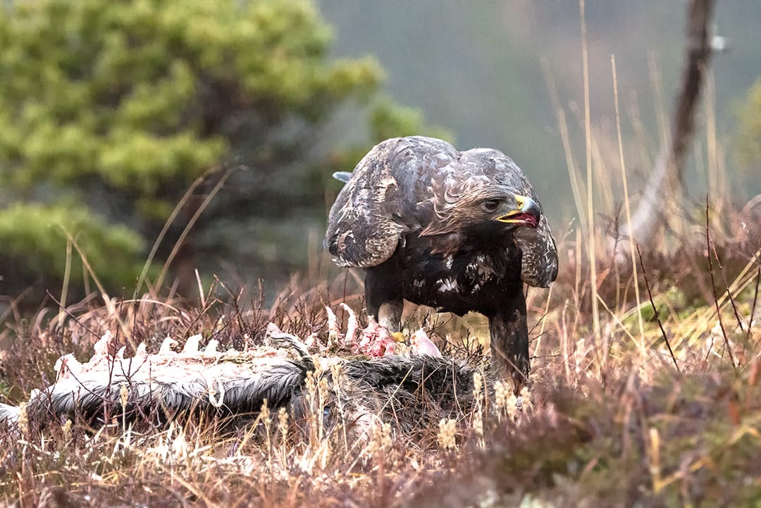 Kungsörn vid ett kadaver