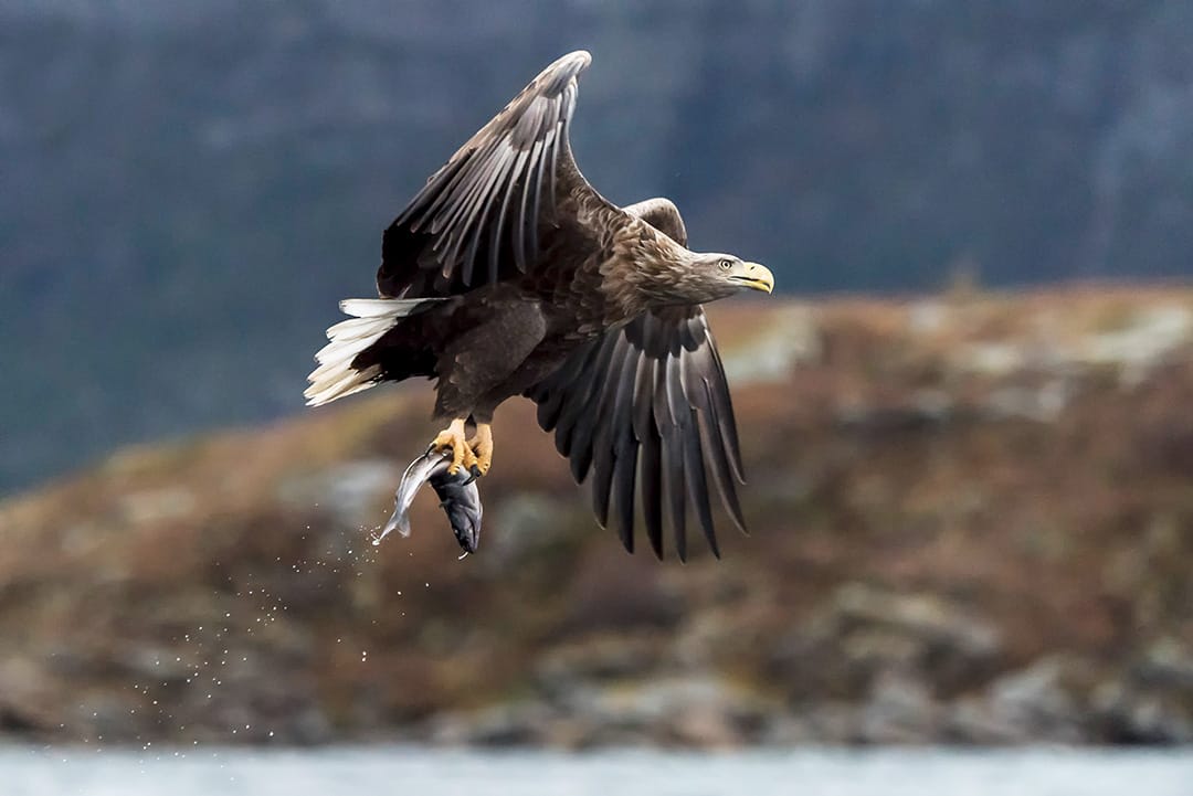 Havsörn med fångad fisk i klorna