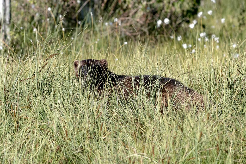 En järv står i högt gräs och tittar mot betraktaren